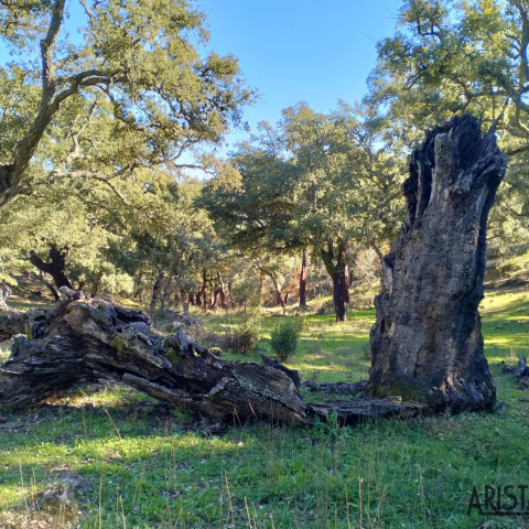 Encinas junto a la aldea de Corte Brullo