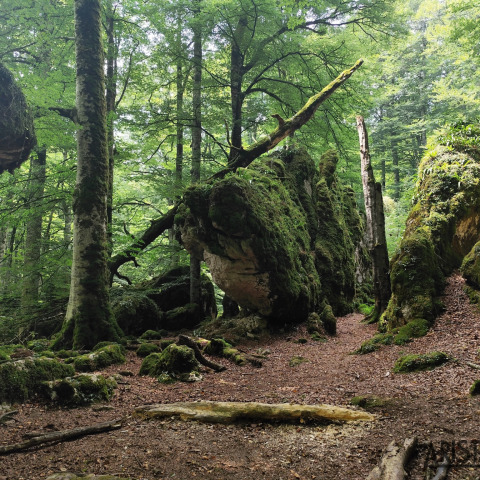 Rocas en el hayedo encantado de Sierra de Urbasa