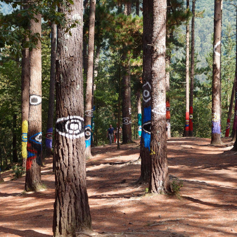 Bosque de Oma (Vizcaya) en la Reserva de la Biosfera de Urdaibai