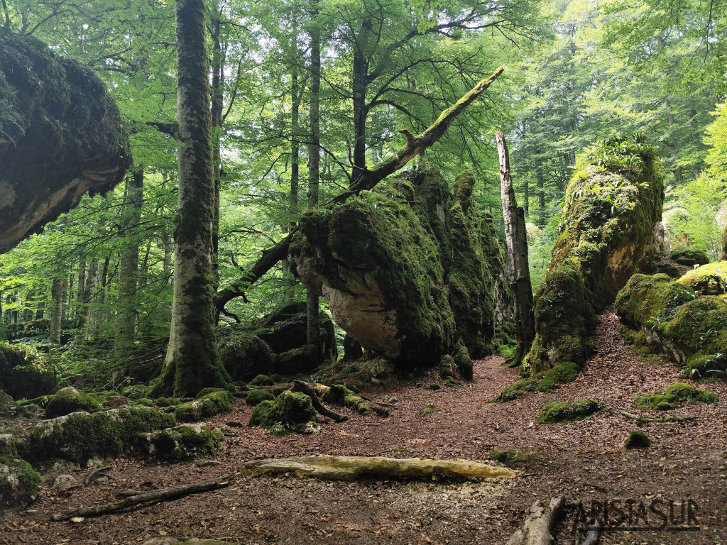 Rocas en el hayedo encantado de Sierra de Urbasa