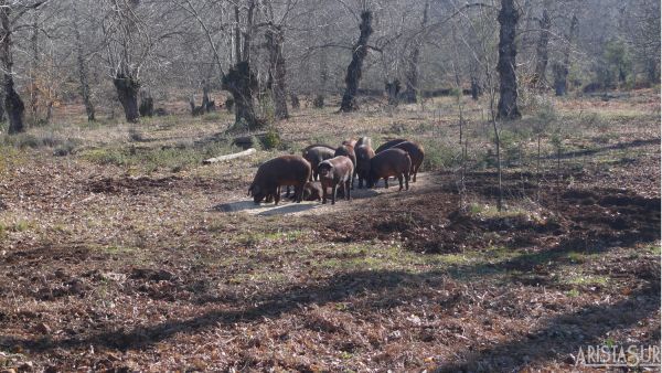 Piara de cerdos en finca del camino