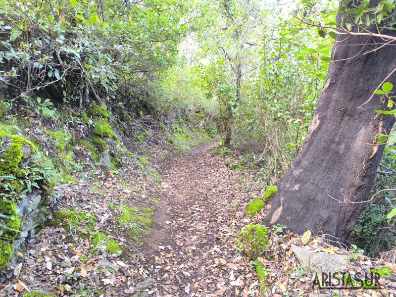 Zona arbolada junto a Aracena