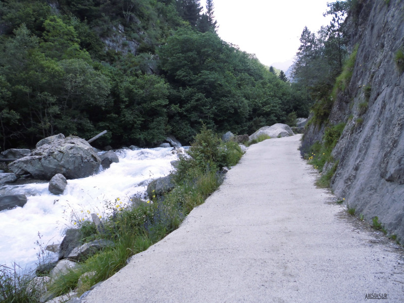 Pista forestal