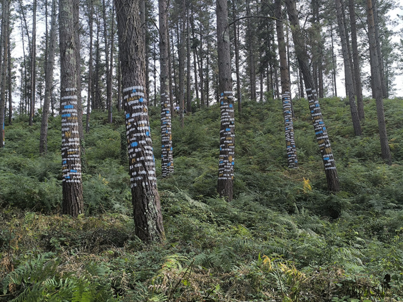 Obra en el Bosque de Oma