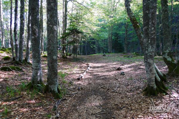 Bosque en el Valle de Aspe