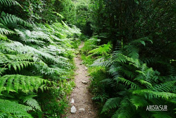 Bosque de lo Furno