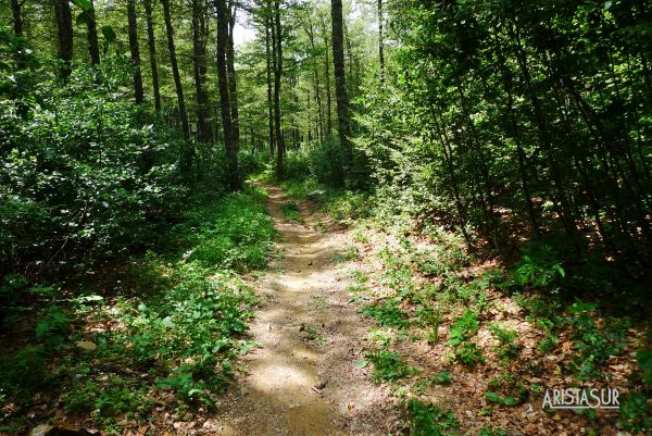 Bosque después del zig zag de bajada