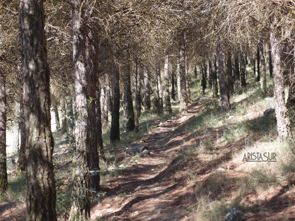 Collado del pinar en Sierra Elvira