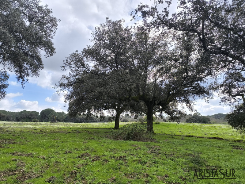 Paisaje alrededores de Santa María de Trassierra