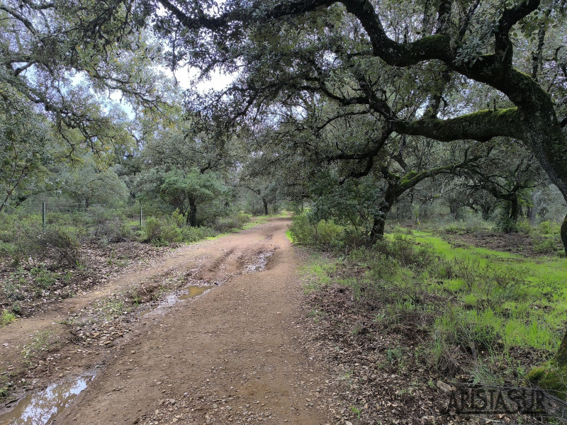 Sendero hacia el Caño
