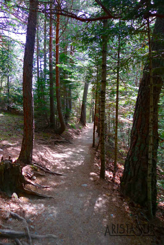 Bosque junto al río Escrita