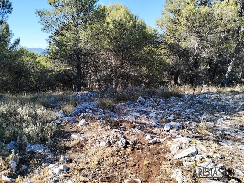 Bosque bajando cueva de las dos puertas