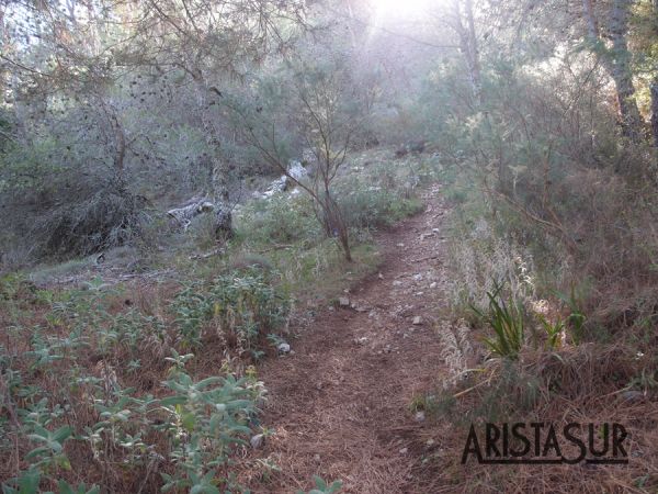 Bosque después de cruzar los Llanos del Endrinal en Grazalema