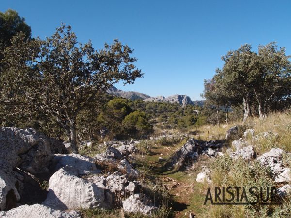 Camino de regreso desde la charca verde