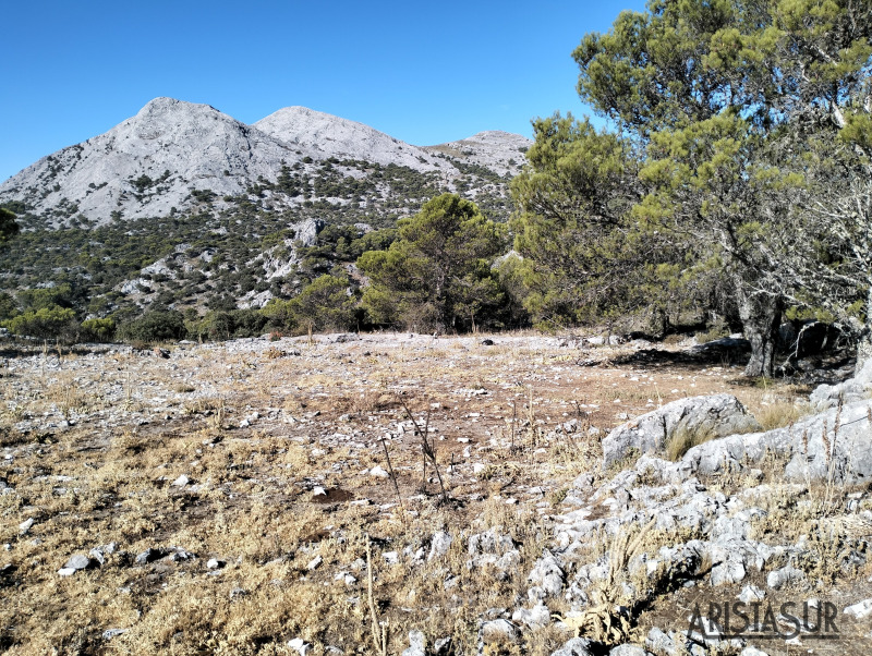 Reloj y Simancón en Grazalema