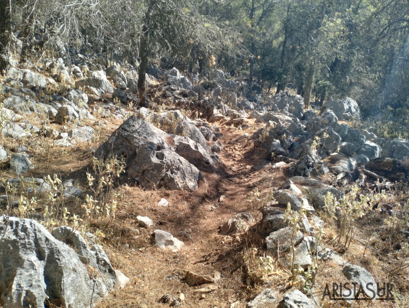 Árboles tras portillo del Navazo