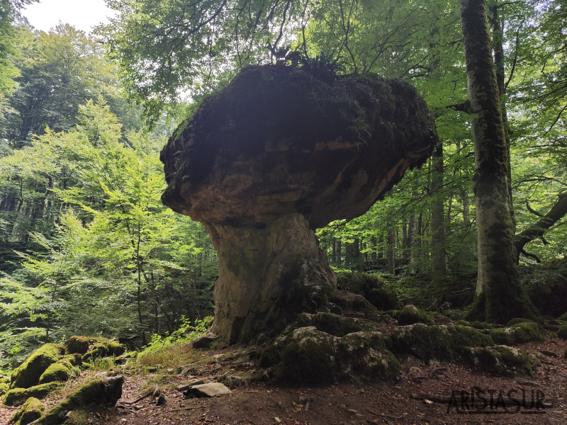 Rocas en el hayedo encantado