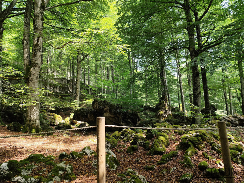 Rocas en el hayedo encantado