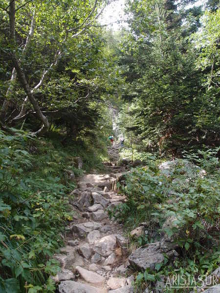 Bosque de subida al Estany de la Restanca