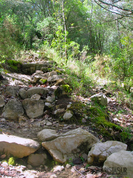 Circuito del pinsapar al final de los Llanos del Rabel