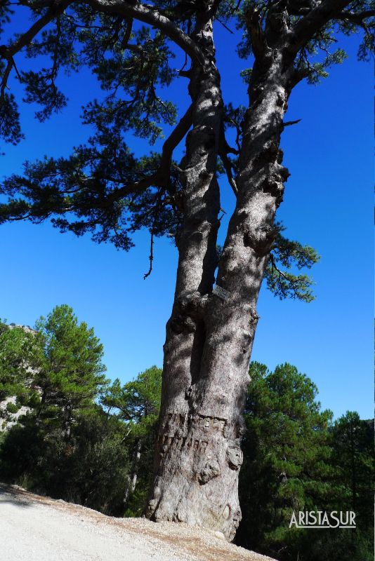 Árbol milenario