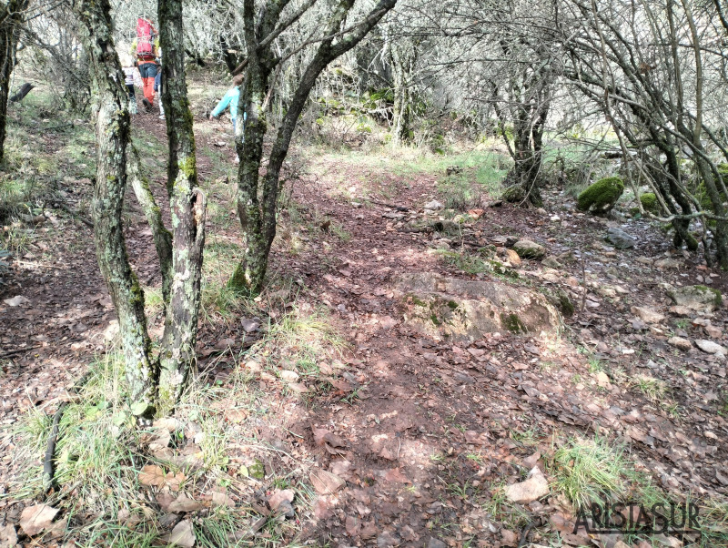 Arboleda en el ascenso a la cueva