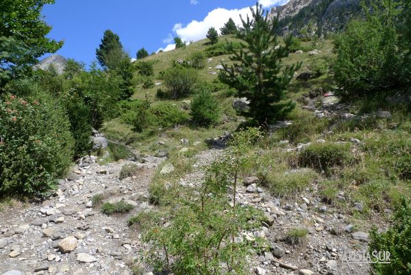 Finalizando los árboles en la subida después de la pilona de la luz