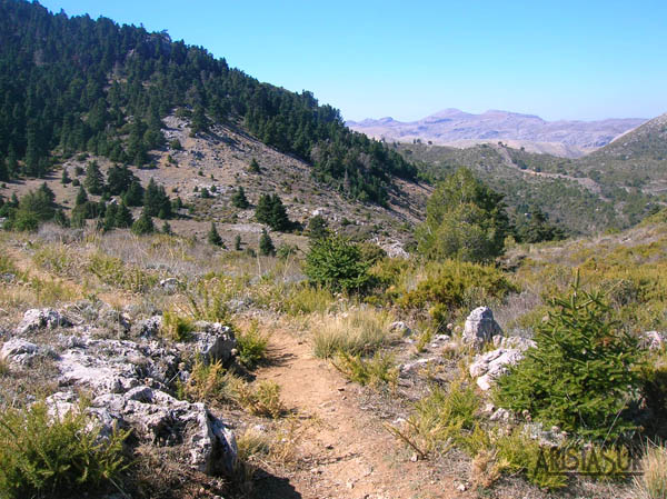 Bosque hacia el que nos dirigimos desde el Puerto de las Camaretas