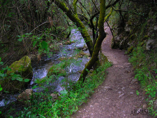 Bosque en galería del Río Majaceite