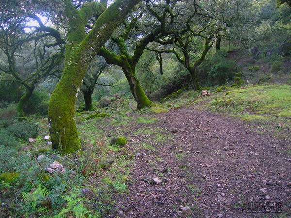 Sendero de El Tesorillo