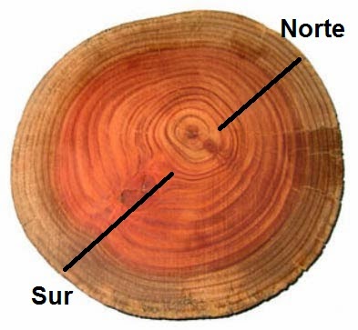 Orientación mediante los tocones de los árboles cortados