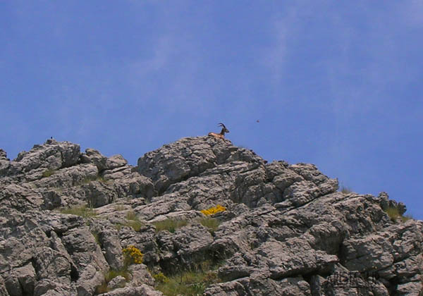 Cabra en las rocas