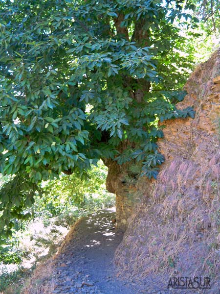 El abuelo en la Vereda de la Estrella